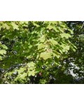 Клён остролистный | Клен гостролистий | Acer platanoides