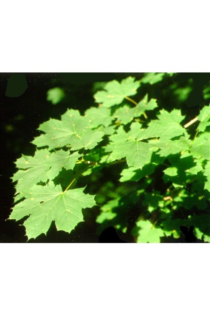 Клен гостролистий | Acer platanoides | Клён остролистный