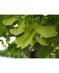Клен гостролистий | Клён остролистный | Acer platanoides
