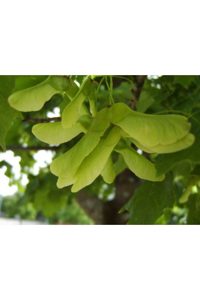 Клен гостролистий | Acer platanoides | Клён остролистный