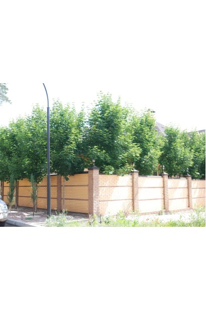 Клен гостролистий | Acer platanoides | Клён остролистный