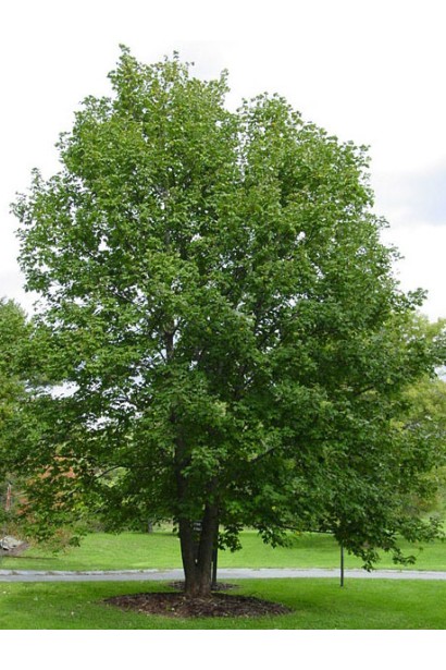 Клён ложноплатановый / явор