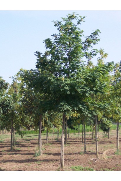 Клен ложноплатановый