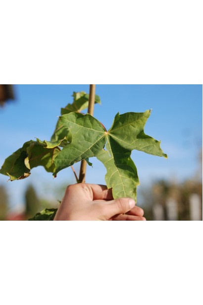 Лопастные листья явора