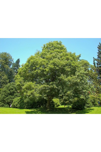 Явор дерево с широко округлой плотной кроной