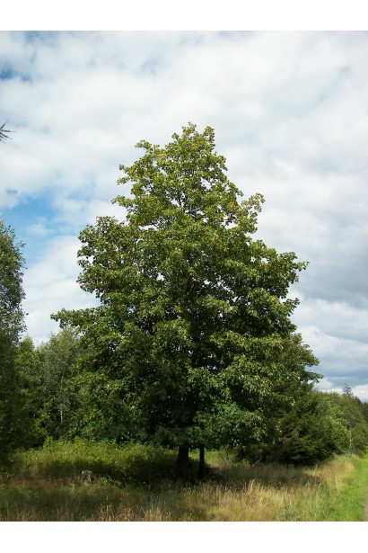 Клен белый большое дерев