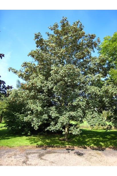 Acer pseudoplatanus