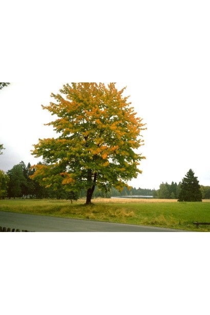 Клён ложноплатановый осенью