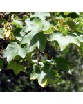 Клен псевдоплатановий | Клён ложноплатановый | Acer pseudoplatanus