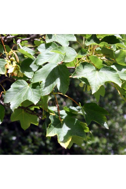 Клен туполистый