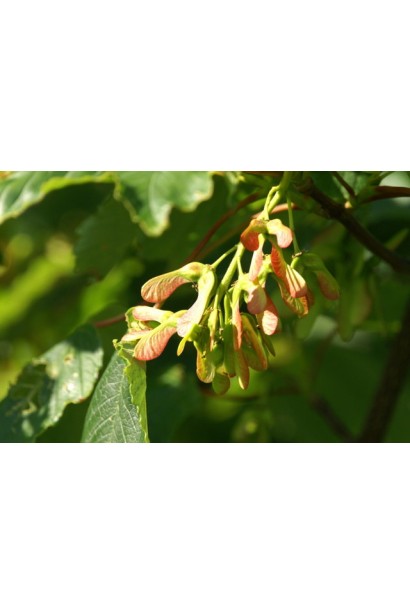 Явор плоды-крылатки