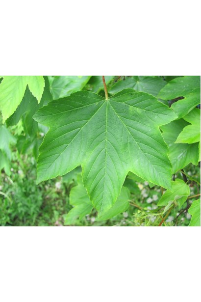 Клен горный