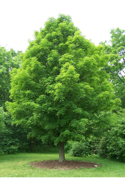 Клен сріблястий велике струнке дерево з округло-спадаючою кроною