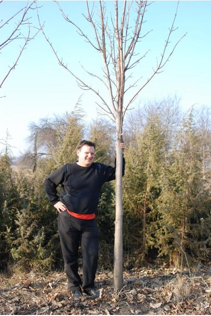 Клен цукристий