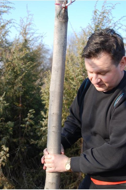 Клен сріблястий сріблясто-сірий стовбур 