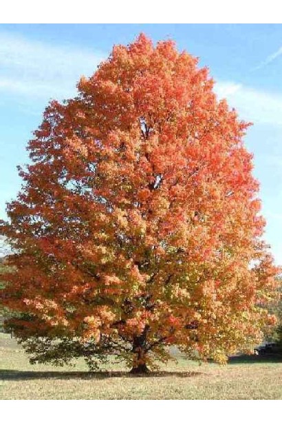 Клен сріблястий жовто-помаранчеве забарвлення восени
