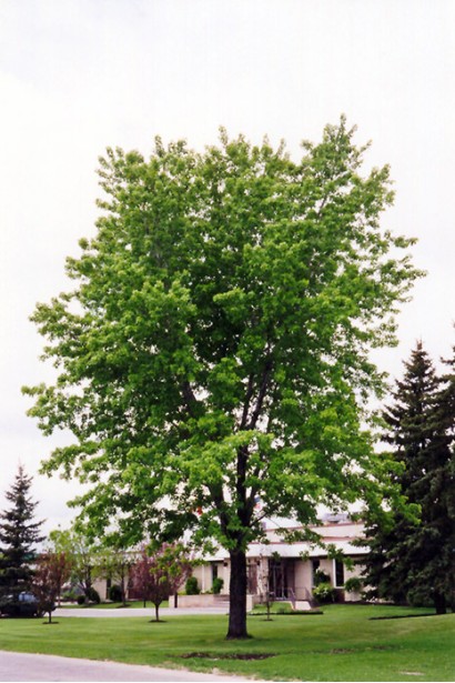 Клен сріблястий солітерна посадка