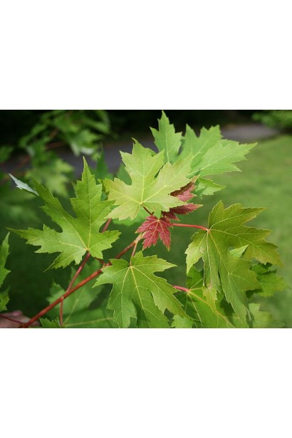 Світло-зелене розсічене листя клена сріблястого