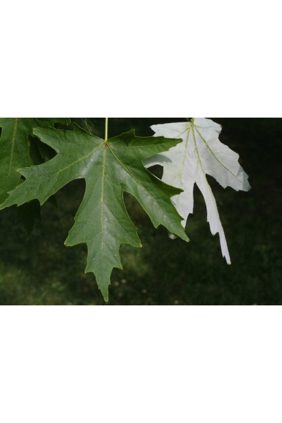 Клен сріблястий листя темно-зелене зверху та сріблясте знизу