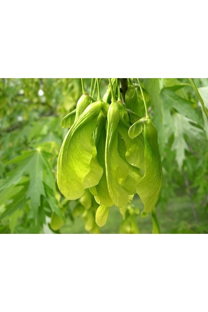 Клен сріблястий плоди-крилатки