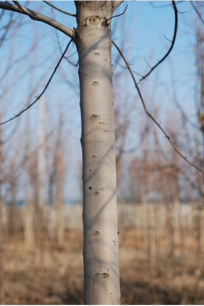 Клен сріблястий світло-сіра кора