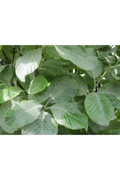 Горобина круглолиста 