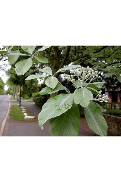 Листя Горобини круглолистої