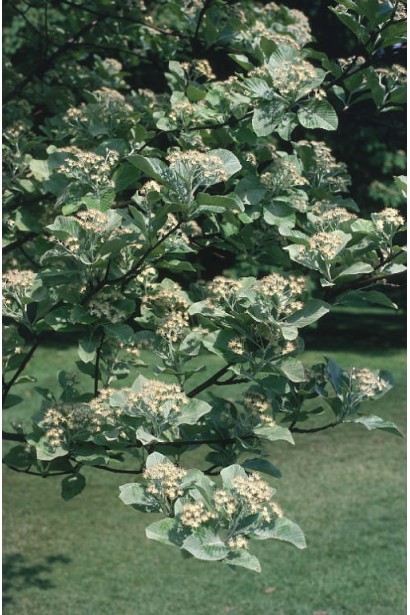 Горобина круглолиста – декоративний листяний кущ