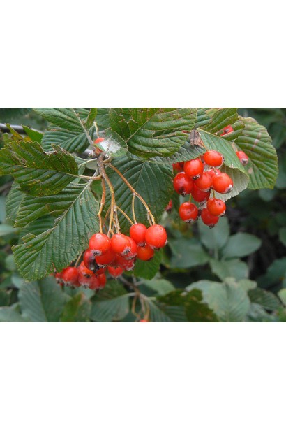 Горобина круглолиста – їстівні червоні плоди