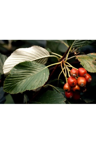 Горобина круглолиста