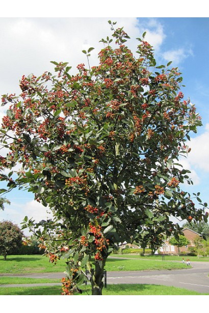 Горобина круглолиста – відмінний вибір для саду