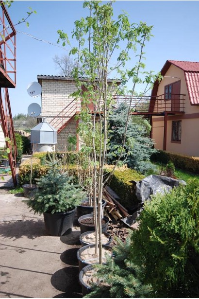 Горобина звичайна