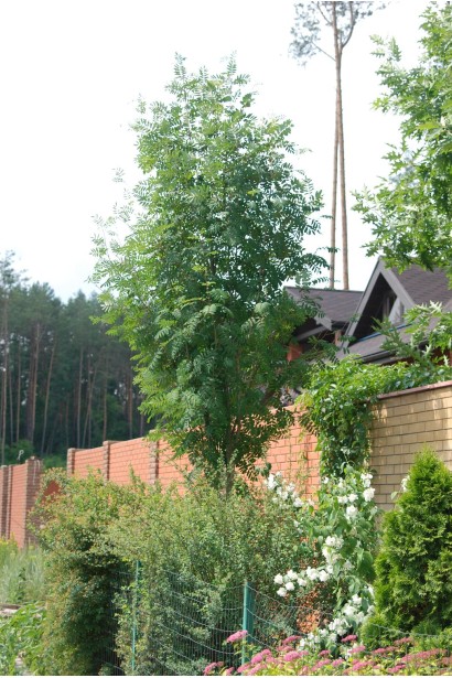 Горобина звичайна – декоративне дерево для парків