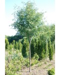Рябина обыкновенная | Горобина звичайна | Sorbus aucuparia