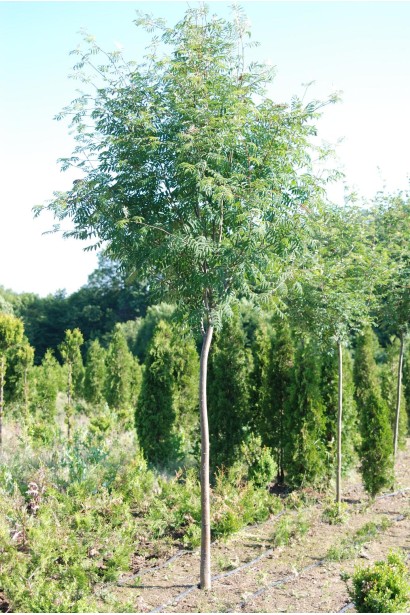 Sorbus aucuparia