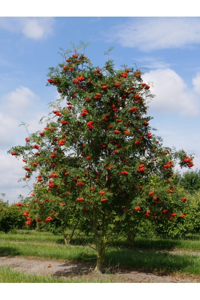 Горобина звичайна – популярний декоративне дерево