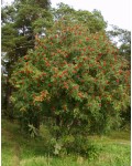 Рябина обыкновенная | Горобина звичайна | Sorbus aucuparia