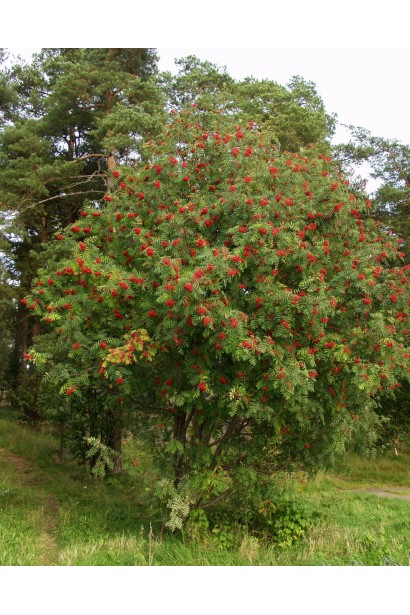 Горобина звичайна – гарний ландшафтний акцент