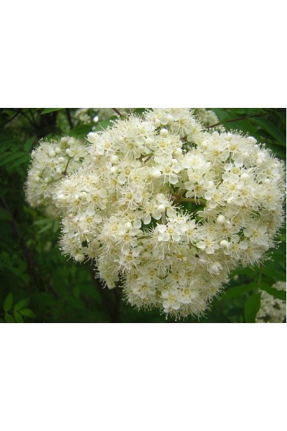 Sorbus aucuparia – білий квітковий цвіт навесні