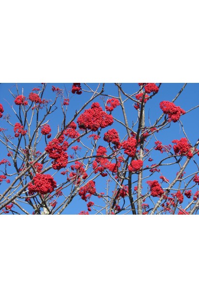 Горобина звичайна – стійка до холоду