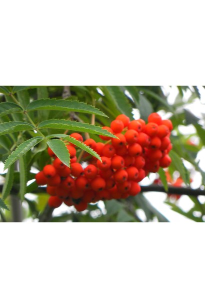 Sorbus aucuparia – харчові ягоди для птахів