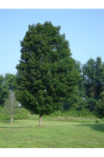 Клен сахарное дерево с яйцевидной кроной