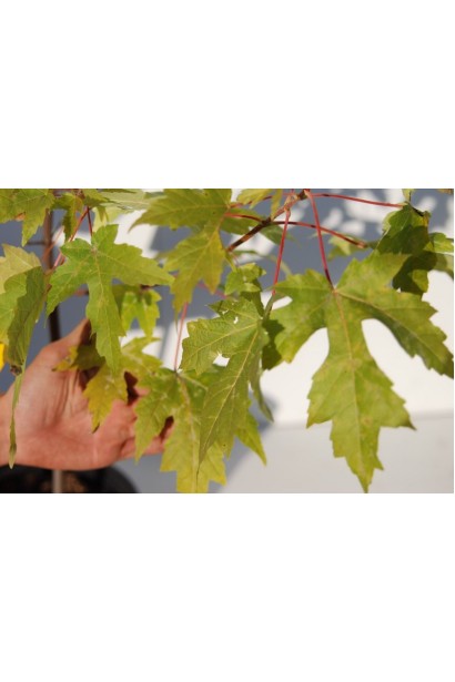 Клен сахарный лист