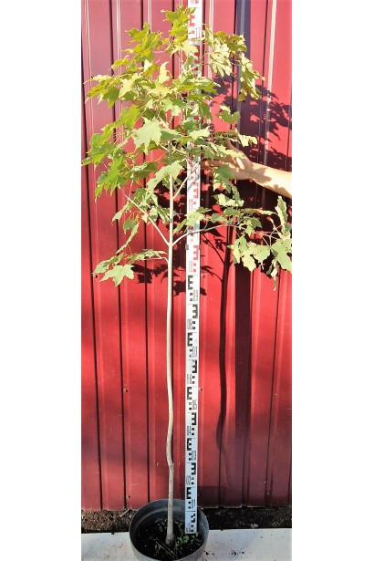 Клен сахарный саженец в контейнере 160-180 см