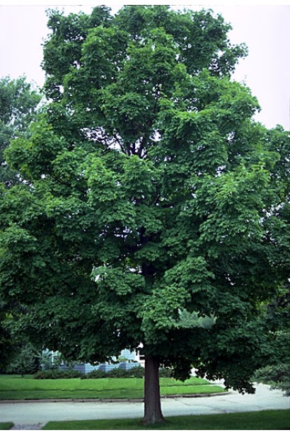 Клён сахарный