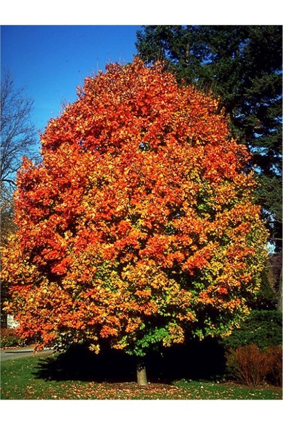 Клён сахарный | Клен цукровий | Acer saccharum