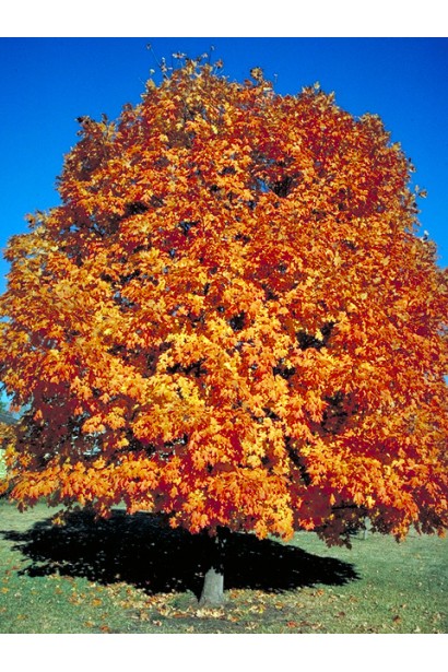 Клен сахарный желто-красные листья осенью