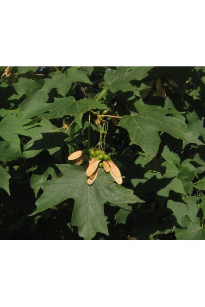 Клён сахарный | Клен цукровий | Acer saccharum