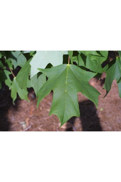 Клён сахарный | Клен цукровий | Acer saccharum