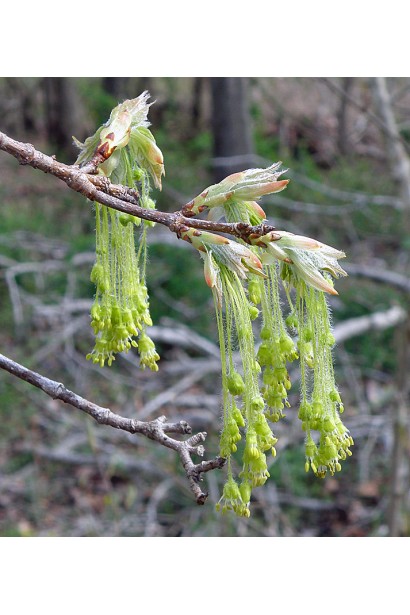 Клён сахарный | Клен цукровий | Acer saccharum